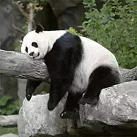 Panda's Glijbaan