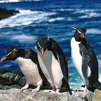 penguins_slide ហ្គេម